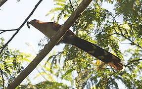 Squirrel Cuckoo