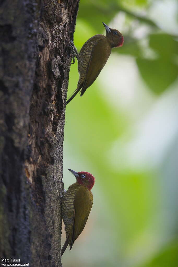 Pic à ailes rousses femelle adulte, identification