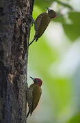 Pic à ailes rousses