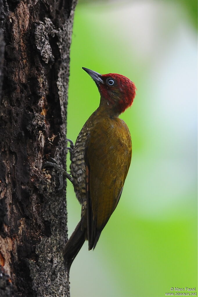 Rufous-winged Woodpecker male adult, identification