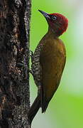 Rufous-winged Woodpecker