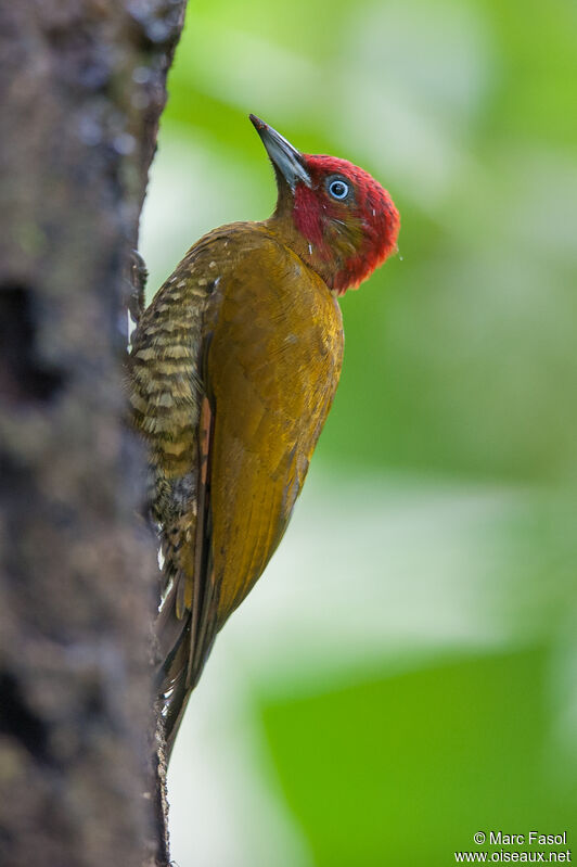 Rufous-winged Woodpecker male adult, identification
