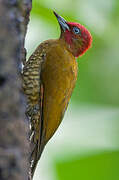 Rufous-winged Woodpecker