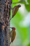 Rufous-winged Woodpecker