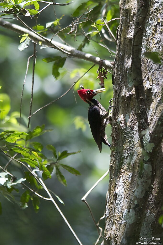 Pale-billed Woodpecker male adult breeding, identification