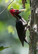 Pale-billed Woodpecker