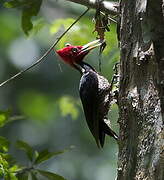 Pale-billed Woodpecker