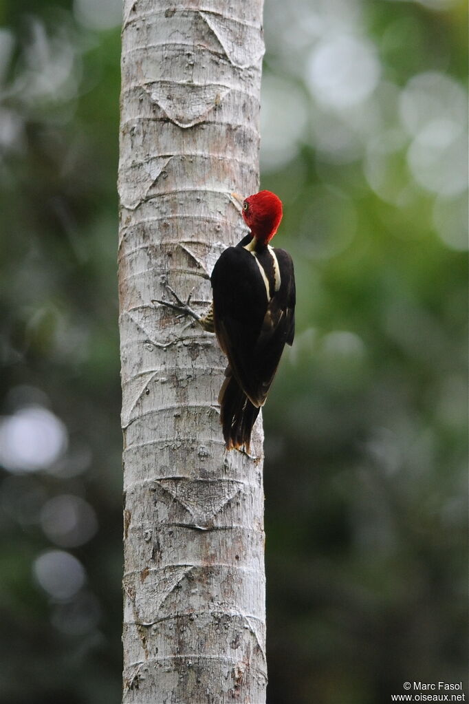 Pale-billed Woodpeckeradult, identification, Behaviour