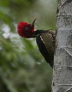 Pale-billed Woodpecker