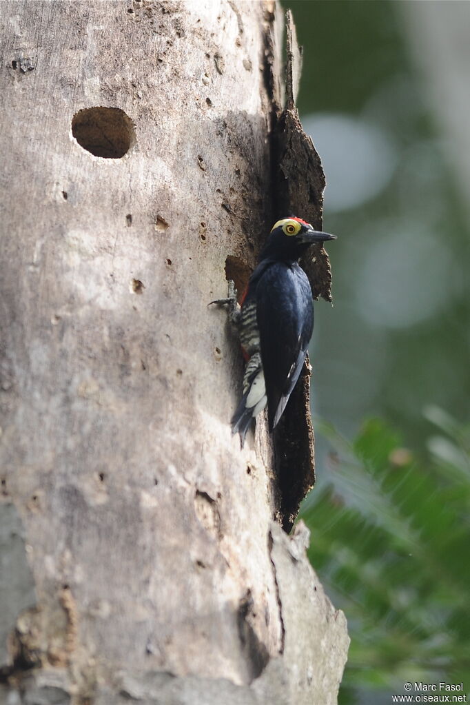 Yellow-tufted Woodpecker male, identification, Reproduction-nesting