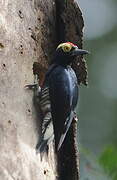 Yellow-tufted Woodpecker