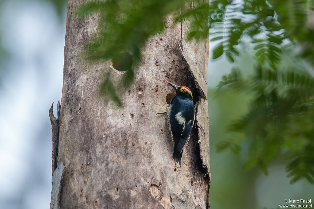 Yellow-tufted Woodpeckeradult, identification, Reproduction-nesting