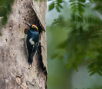 Yellow-tufted Woodpecker