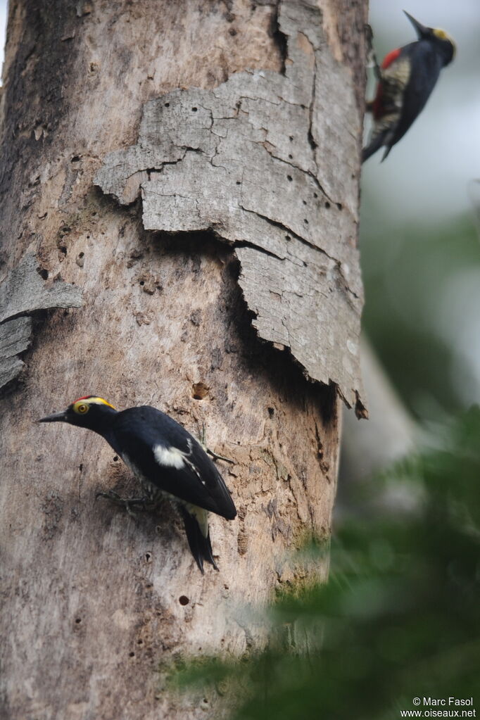 Yellow-tufted Woodpecker male adult, Reproduction-nesting, Behaviour