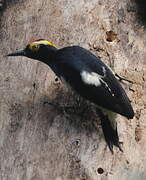 Yellow-tufted Woodpecker