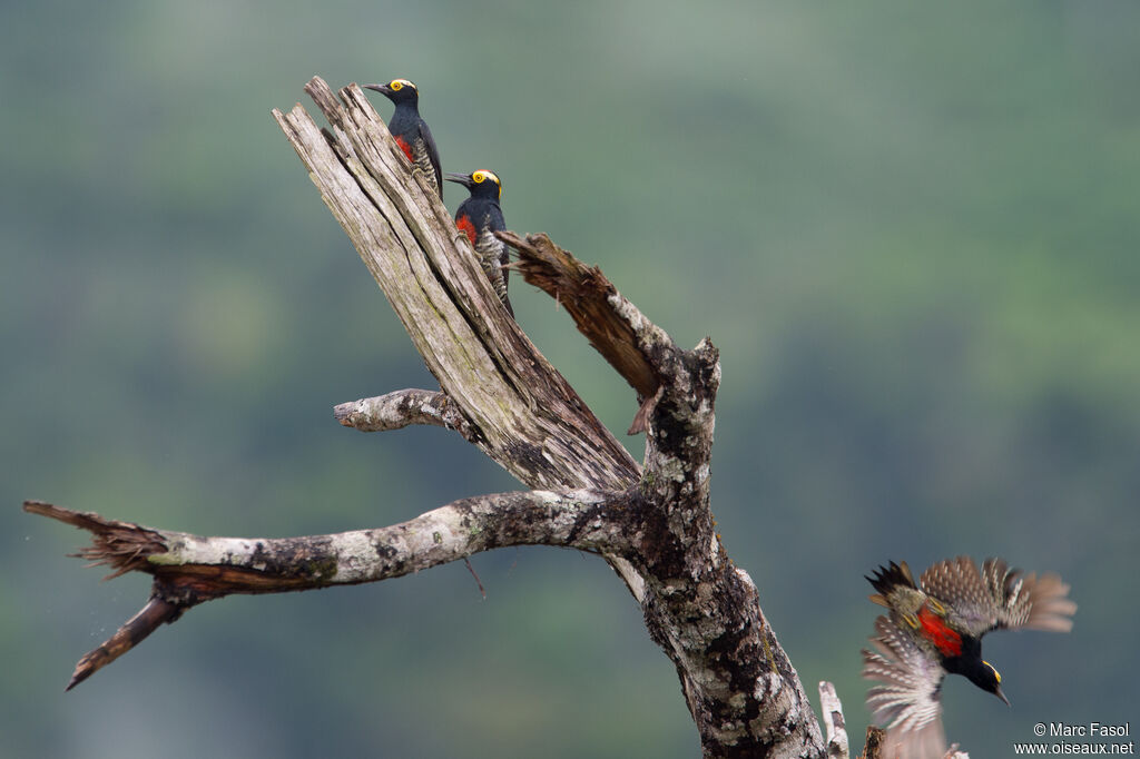 Yellow-tufted Woodpeckeradult, Flight