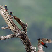 Yellow-tufted Woodpecker