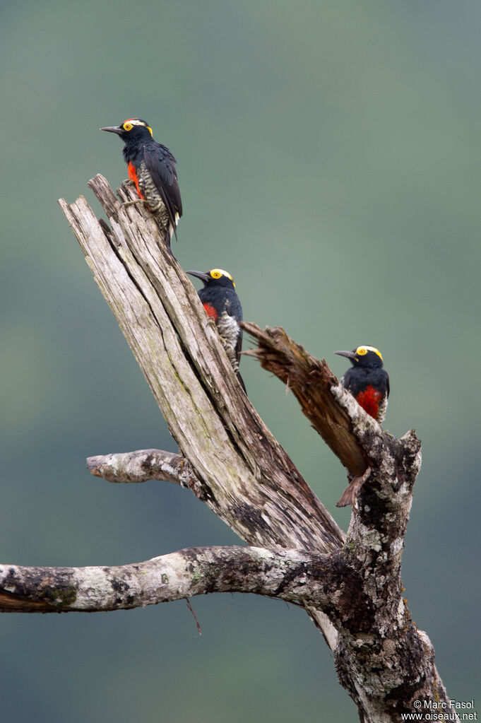 Yellow-tufted Woodpeckeradult