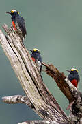 Yellow-tufted Woodpecker