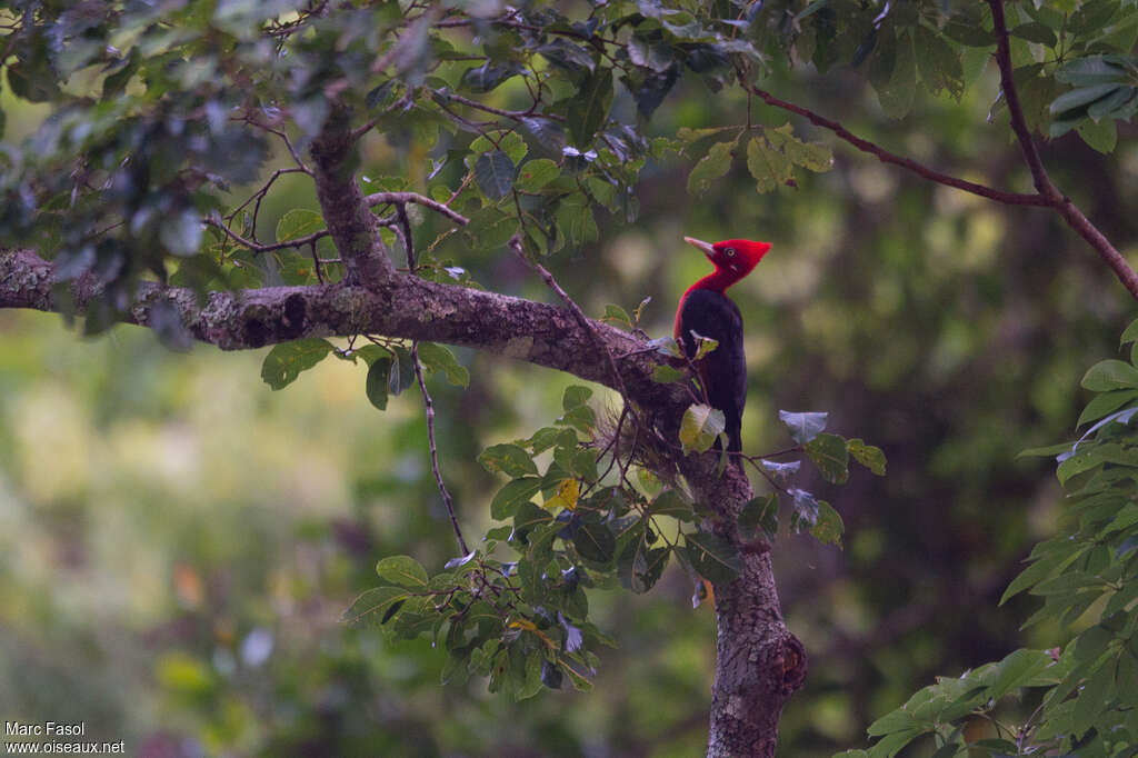 Pic à cou rouge mâle adulte, habitat