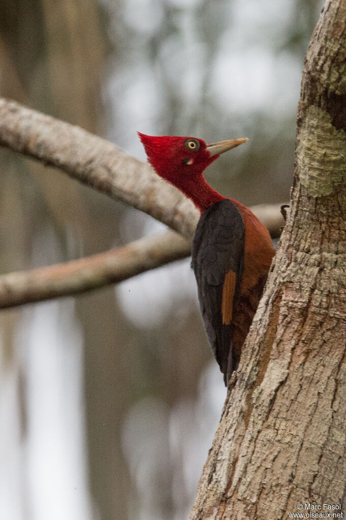 Pic à cou rouge mâle, identification