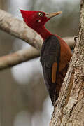 Red-necked Woodpecker