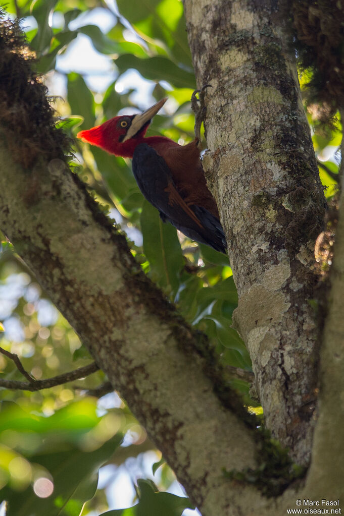 Red-necked Woodpecker female adult