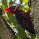 Pic à cou rouge