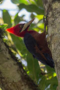 Red-necked Woodpecker