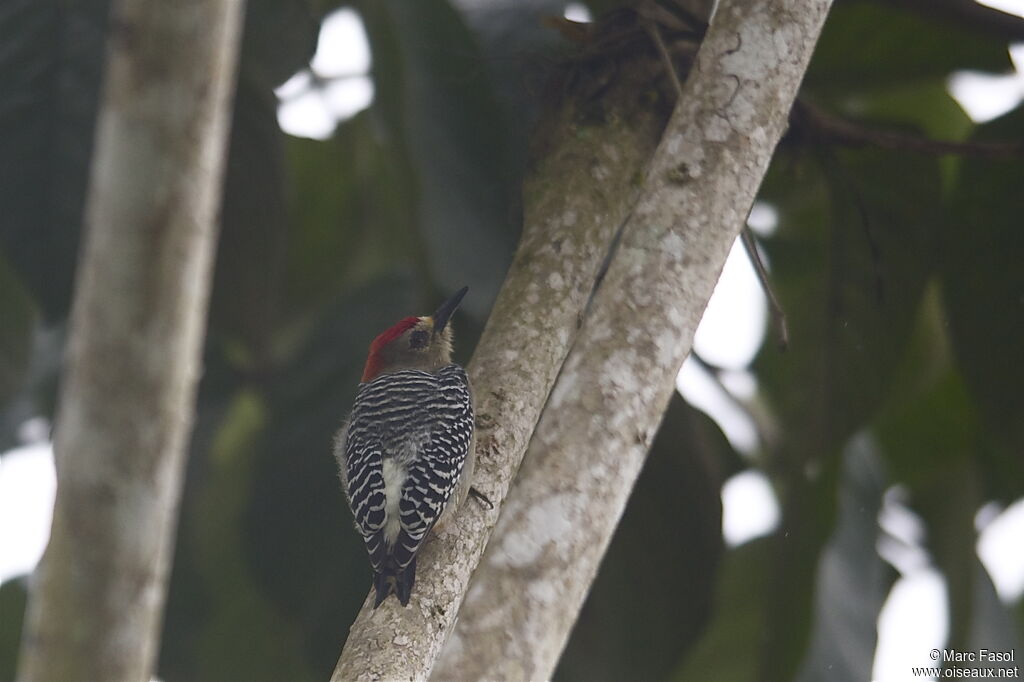 Red-crowned Woodpecker male adult, identification