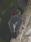 Red-crowned Woodpecker