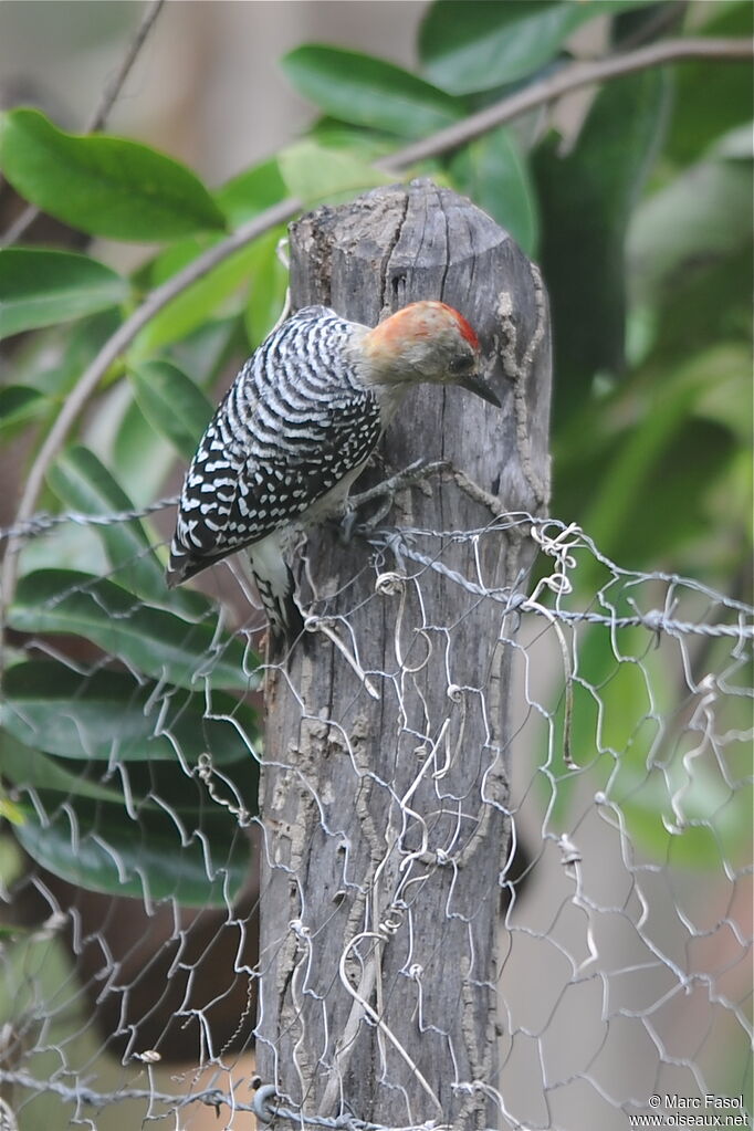 Red-crowned Woodpecker, identification