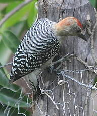 Pic à couronne rouge