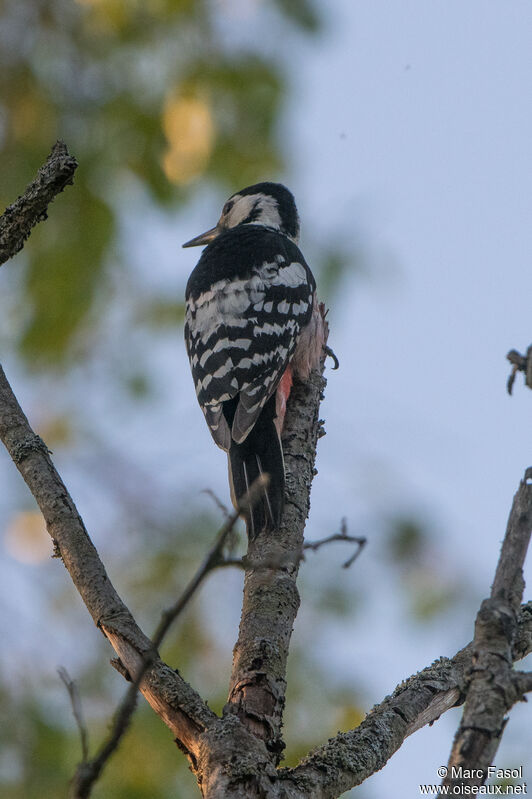 White-backed Woodpecker female adult breeding, identification