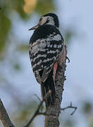 White-backed Woodpecker