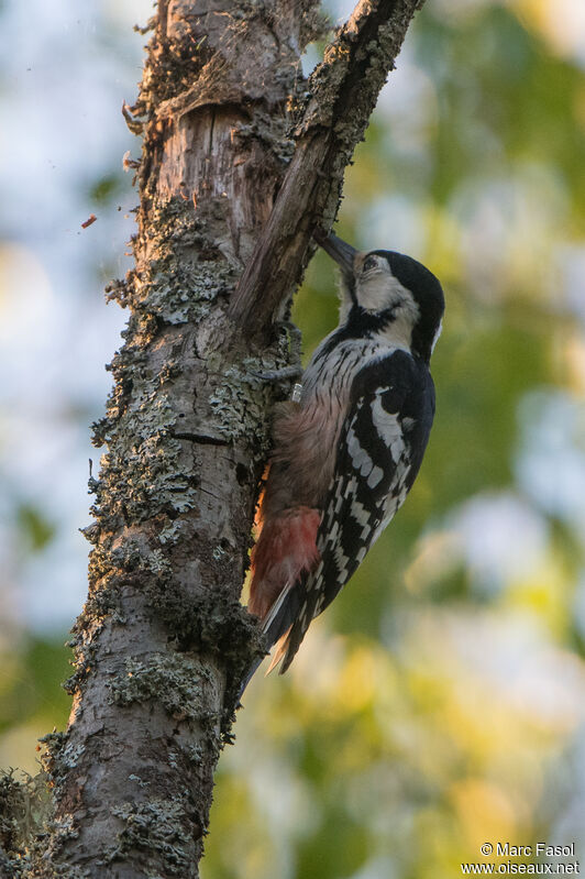 White-backed Woodpecker female adult breeding, identification, feeding habits, eats