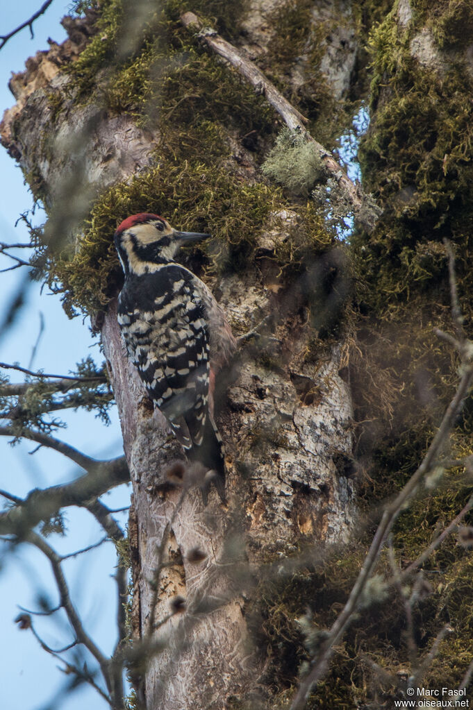 White-backed Woodpecker male adult, identification, fishing/hunting