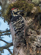 White-backed Woodpecker