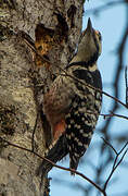 White-backed Woodpecker