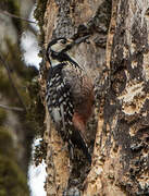 White-backed Woodpecker