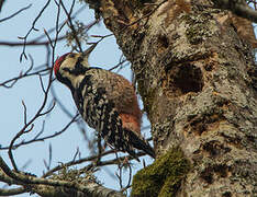 White-backed Woodpecker