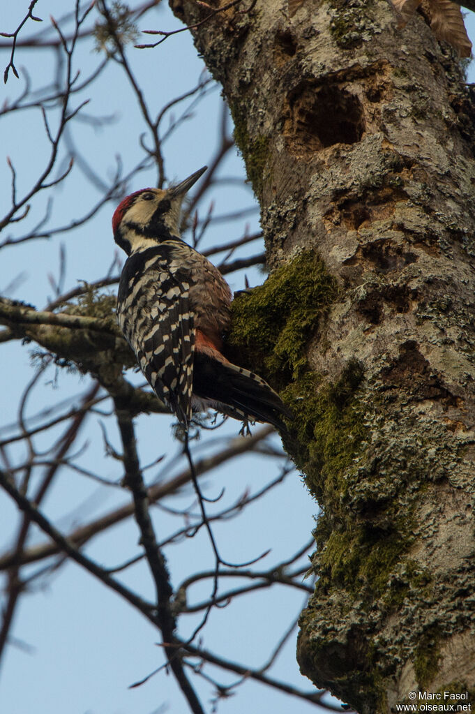 White-backed Woodpecker male adult, identification