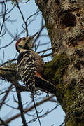 White-backed Woodpecker