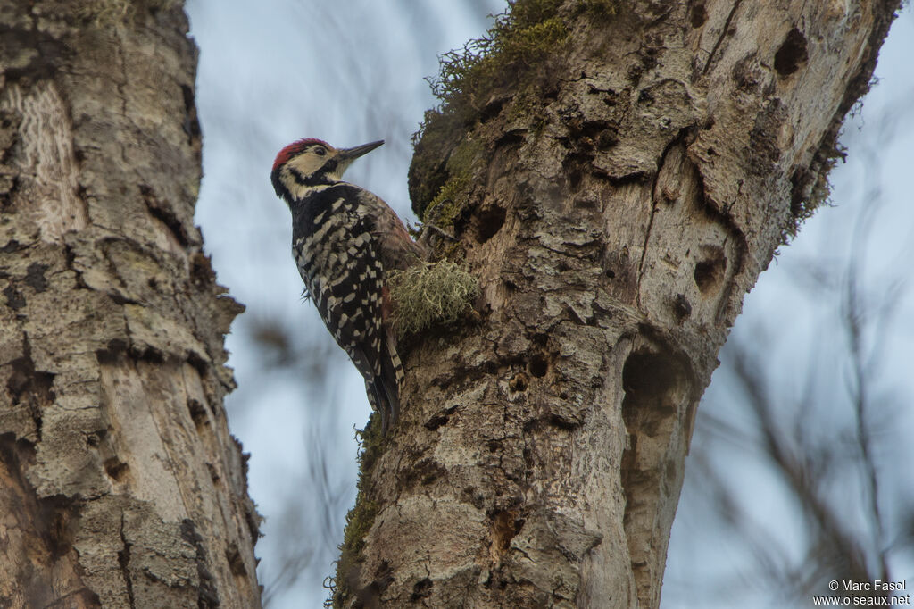 White-backed Woodpecker male adult, identification