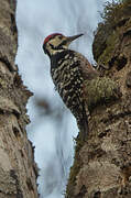 White-backed Woodpecker