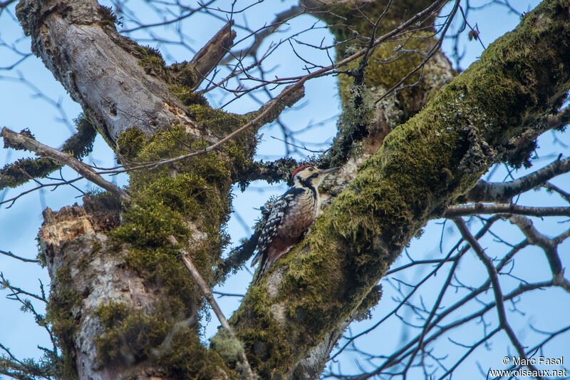 White-backed Woodpecker male adult, identification