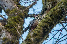 White-backed Woodpecker