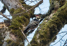 White-backed Woodpecker