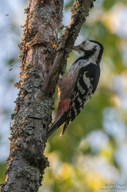 White-backed Woodpecker female adult breeding, identification, feeding habits, eats