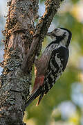 White-backed Woodpecker